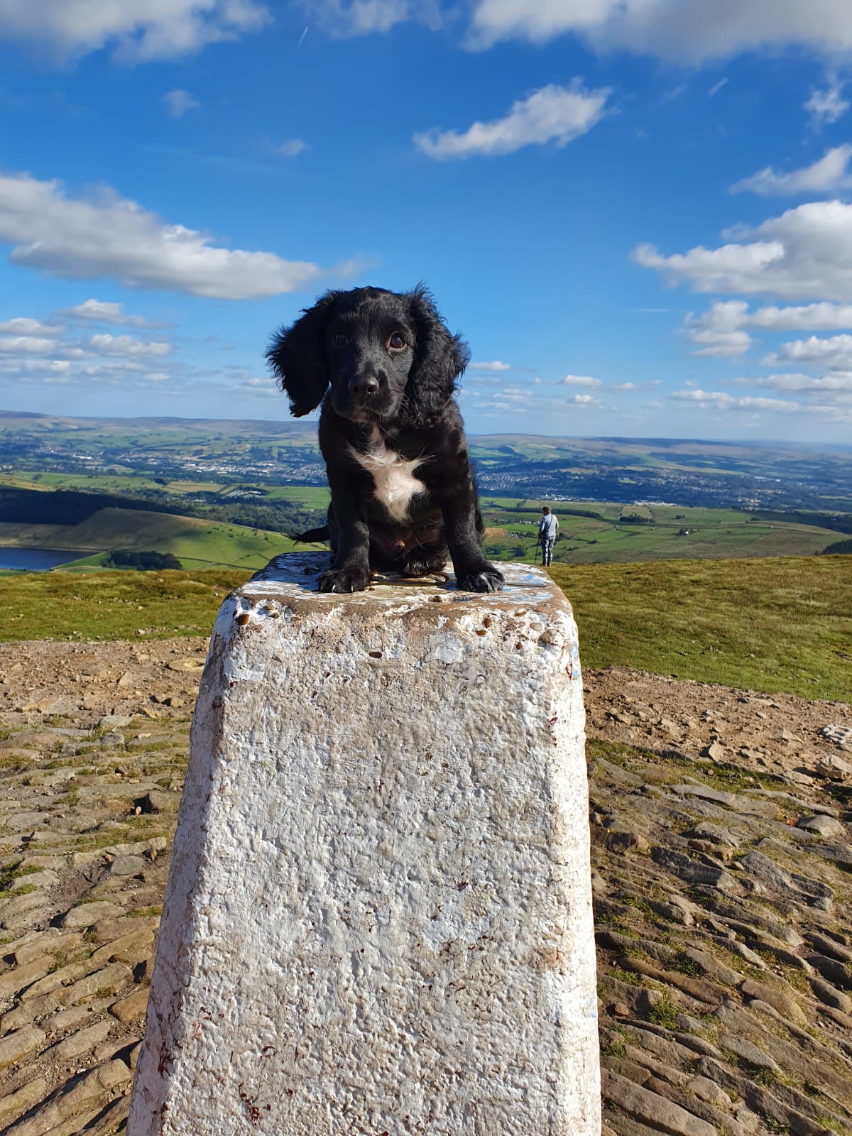 making a choice of spaniel puppy