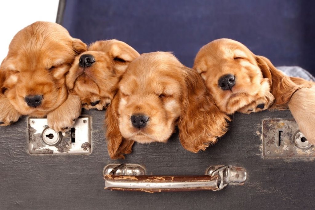 choosing a spaniel puppy