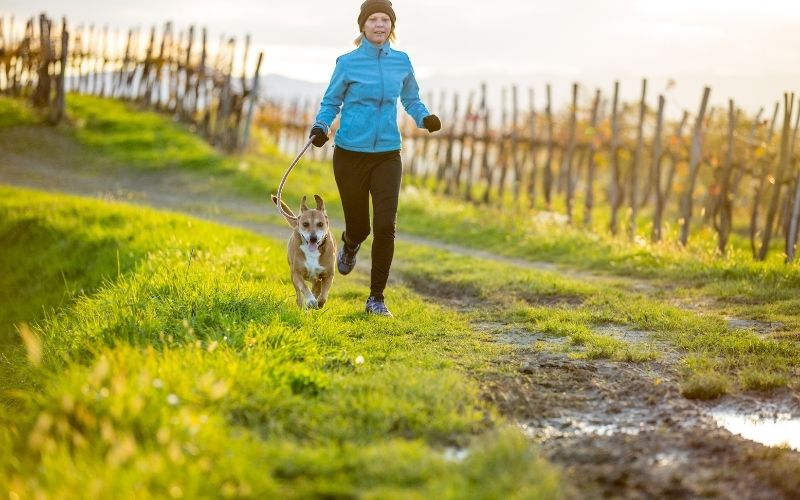 what is the best dog for a long distance runner