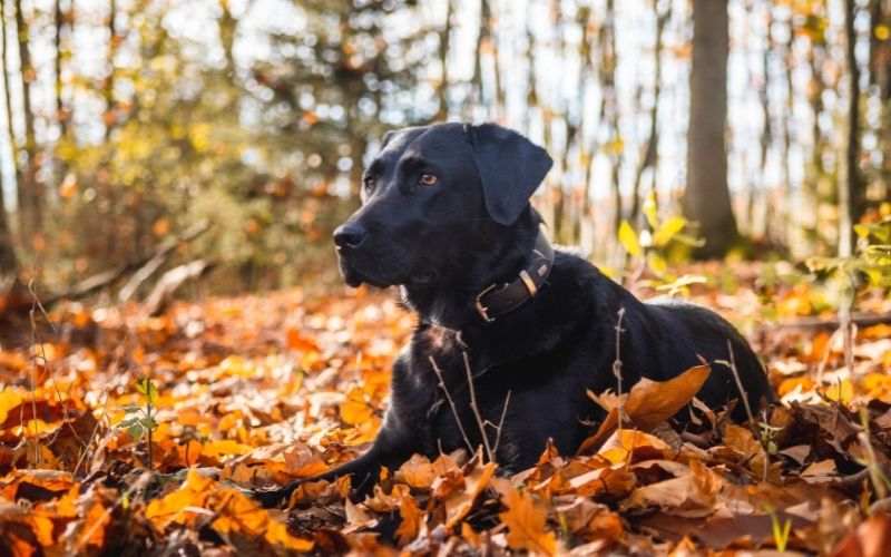 best dog for a long distance runner