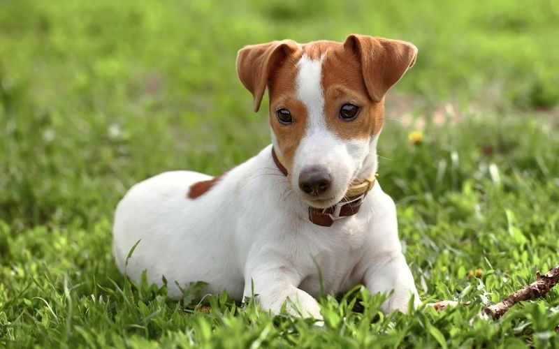 What is the best dog for a long distance runner? 11 best dog for a long distance runner