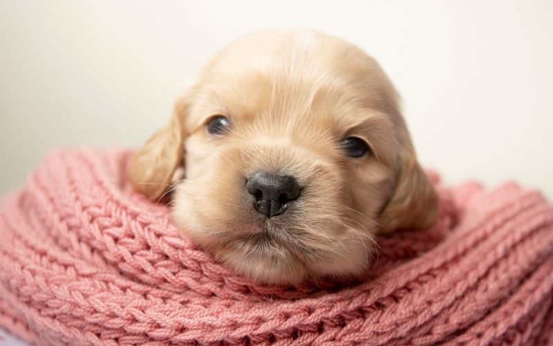 How to House Train a Cocker Spaniel Puppy 3 choosing a spaniel puppy