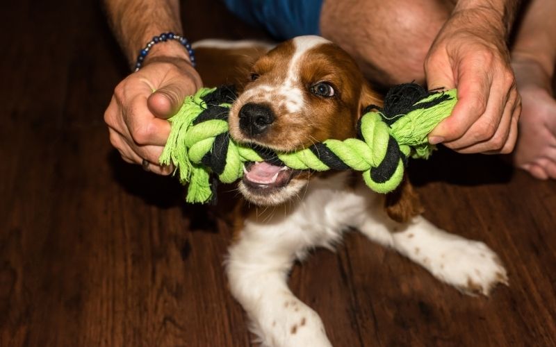 choosing a spaniel puppy