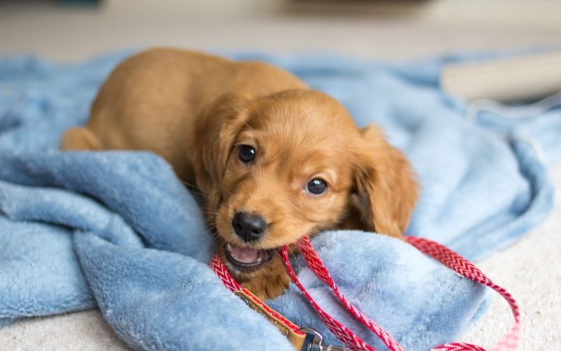 choosing a spaniel puppy