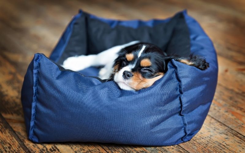 choosing a spaniel puppy