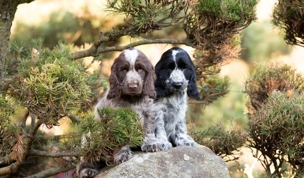 How to choose a spaniel puppy. Things to look for.