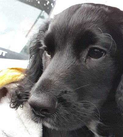 basic spaniel training
