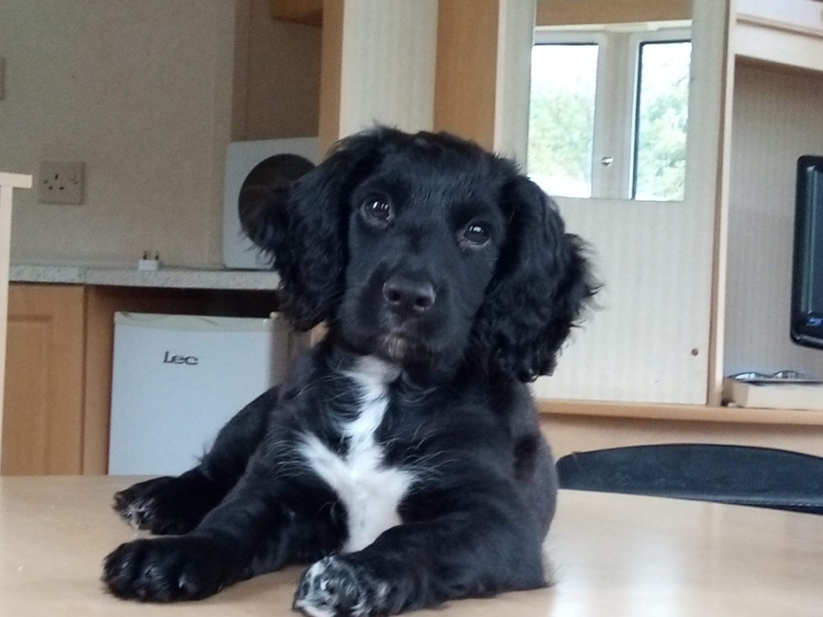 How to choose a spaniel puppy. Things to look for.