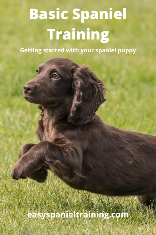 basic spaniel training
