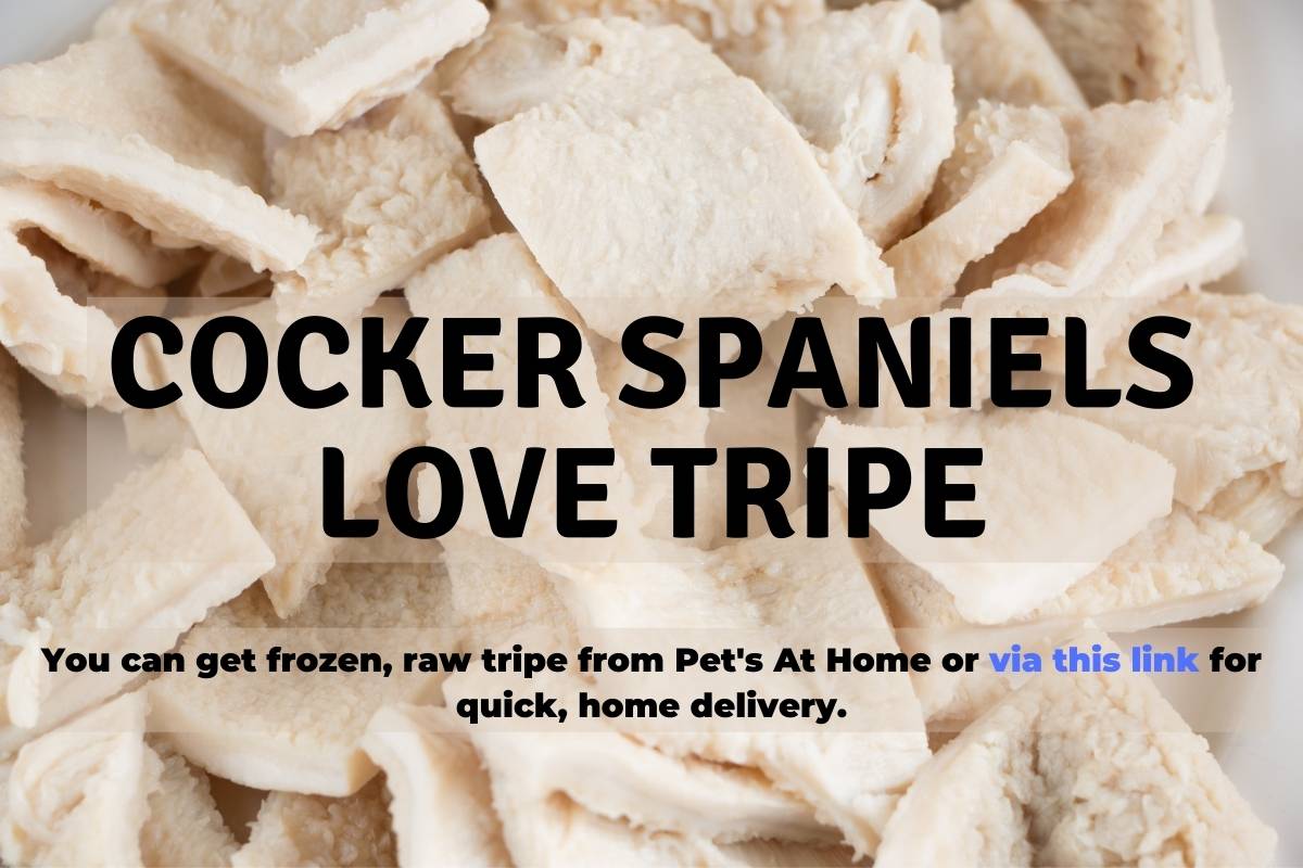 What Should I Feed My Cocker Spaniel? Easy Spaniel Training