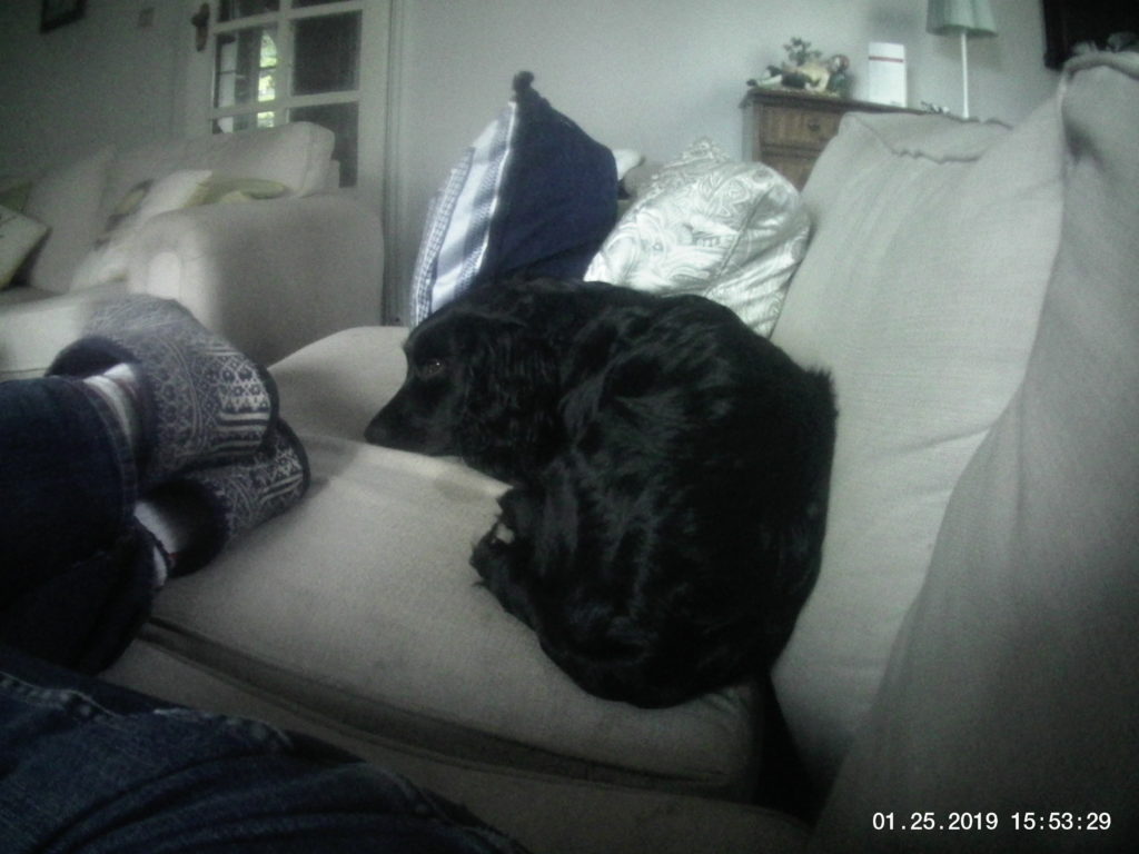 do cocker spaniels like to cuddle nimrod asleep
