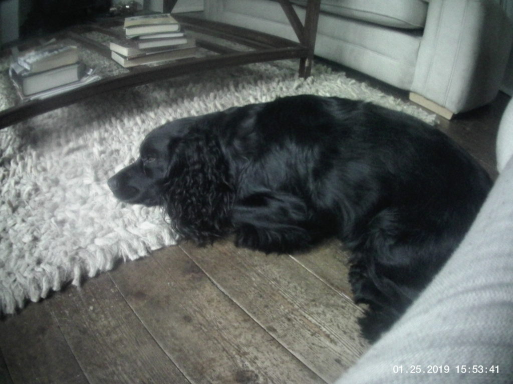 boris asleep working cocker spaniel