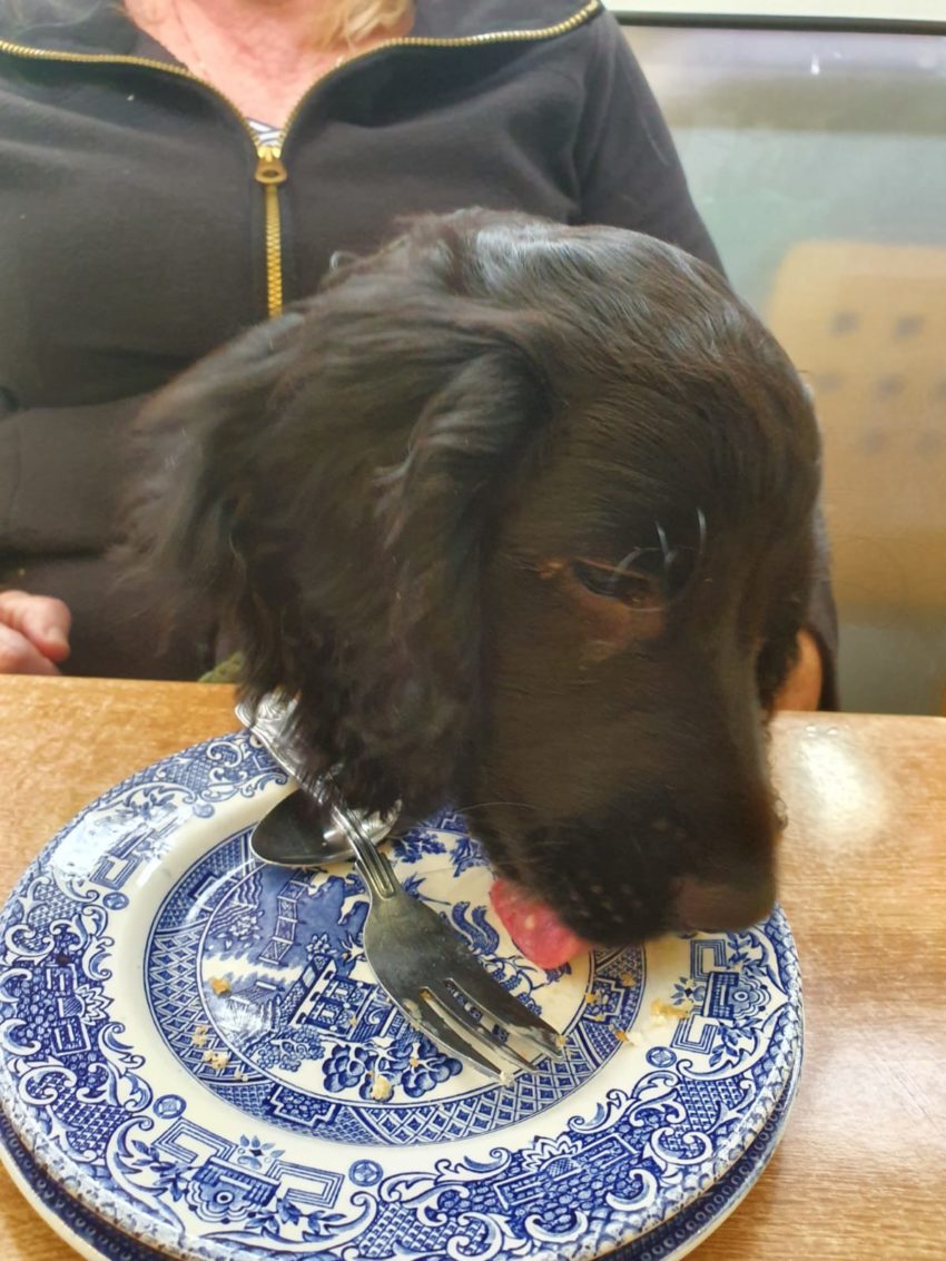 What Should I Feed My Cocker Spaniel? Easy Spaniel Training