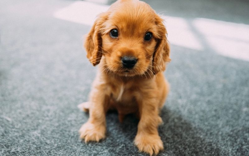 spaniel puppy training