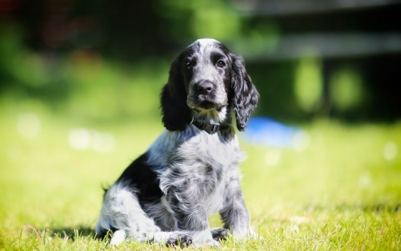 spaniel puppy training