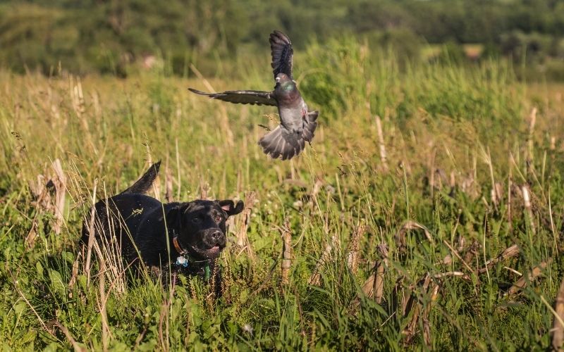 spaniel puppy training