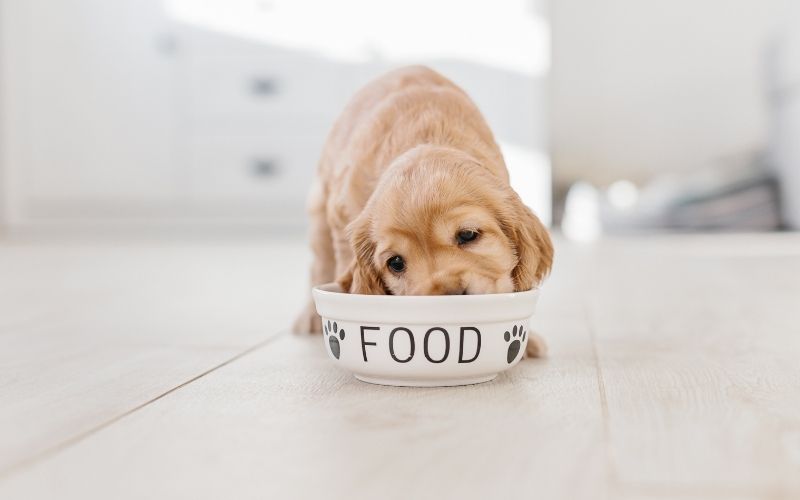 What Should I Feed My Cocker Spaniel? 3 what should I feed my cocker spaniel puppy