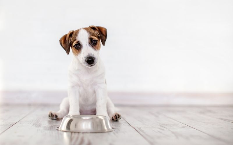 what should I feed my cocker spaniel puppy