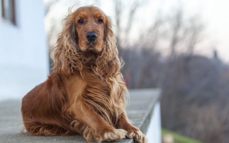 How to care for a Cocker Spaniel