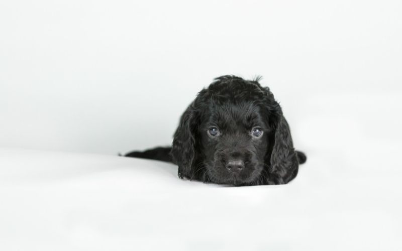How to care for a Cocker Spaniel