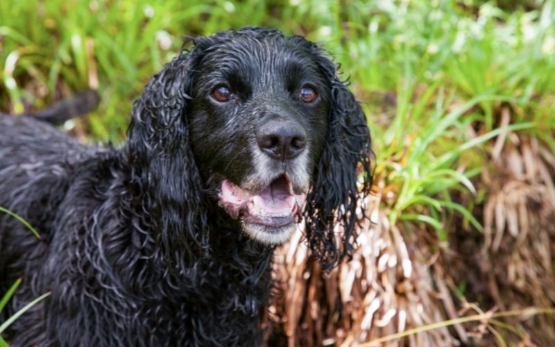 How to care for a Cocker Spaniel