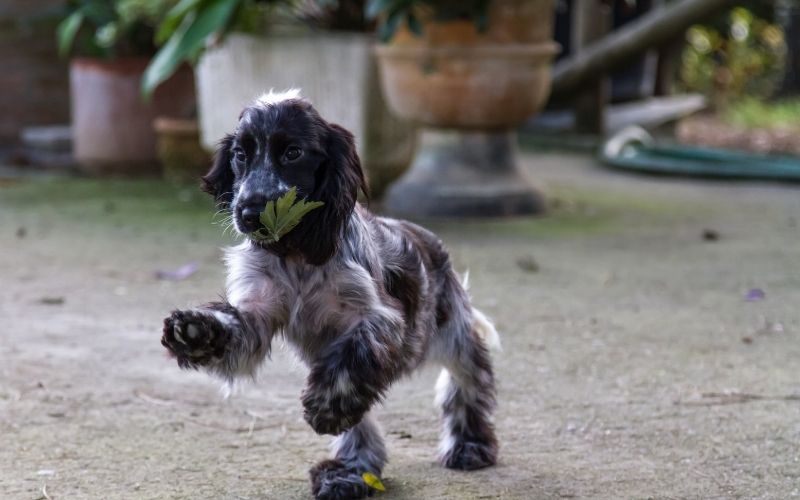 How to care for a Cocker Spaniel