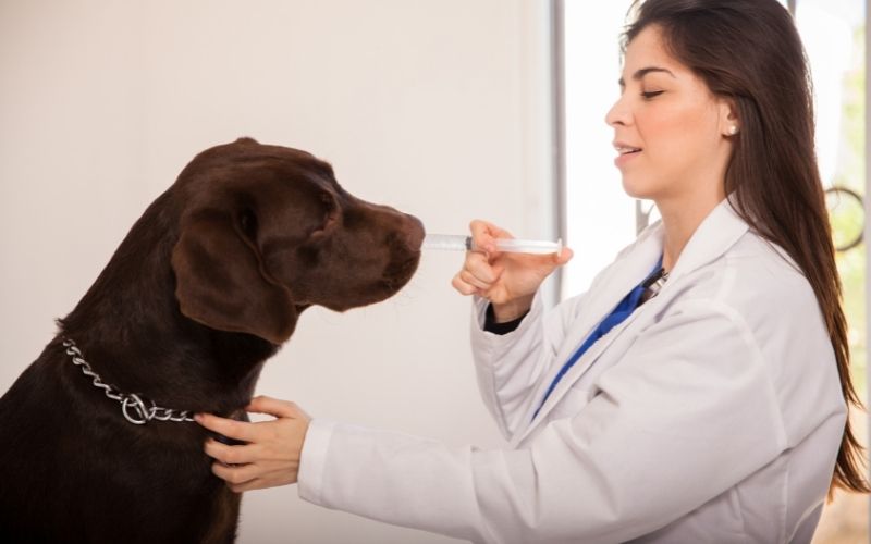 Cocker Spaniel Care 101: Pampering Your Furry Friend the Right Way 2 how to care for a cocker spaniel