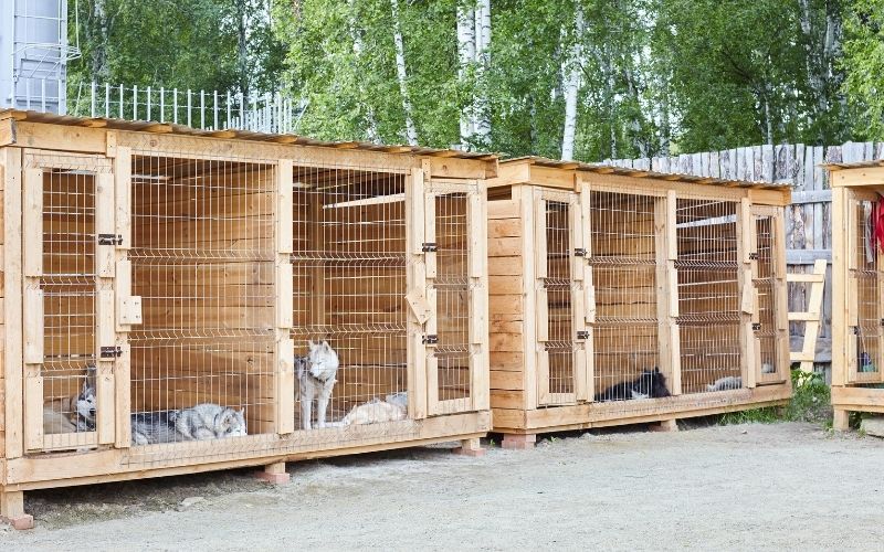 Can Cocker Spaniels Live Outside? What you should know 2 can cocker spaniels live outside