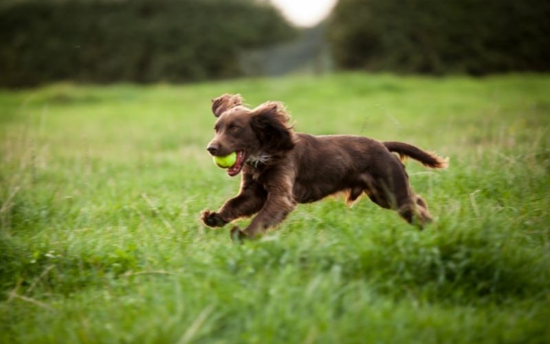 Can Cocker Spaniels Live Outside? What you should know 3 can cocker spaniels live outside