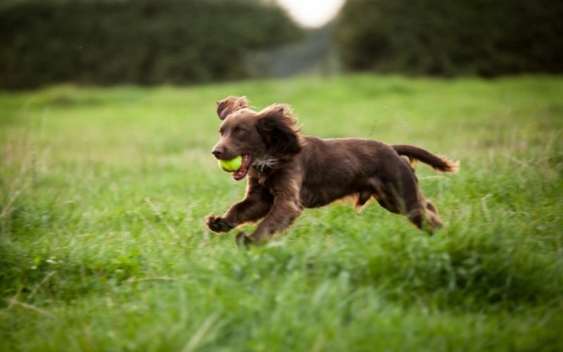 can cocker spaniels live outside