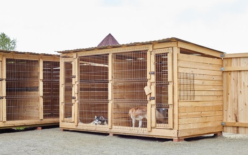 Can Cocker Spaniels Live Outside? What you should know 5 can cocker spaniels live outside