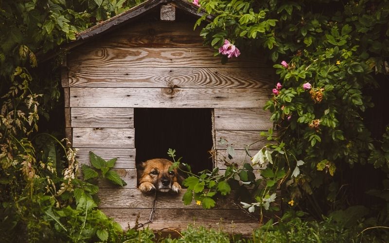 can cocker spaniels live outside