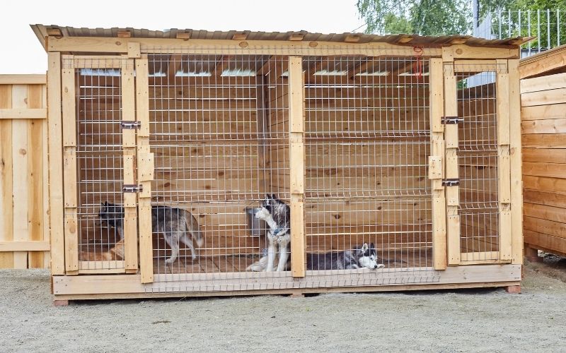 Can Cocker Spaniels Live Outside? What you should know 7 can cocker spaniels live outside