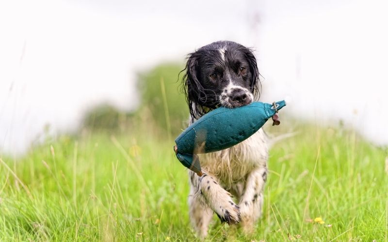 best spaniel training book