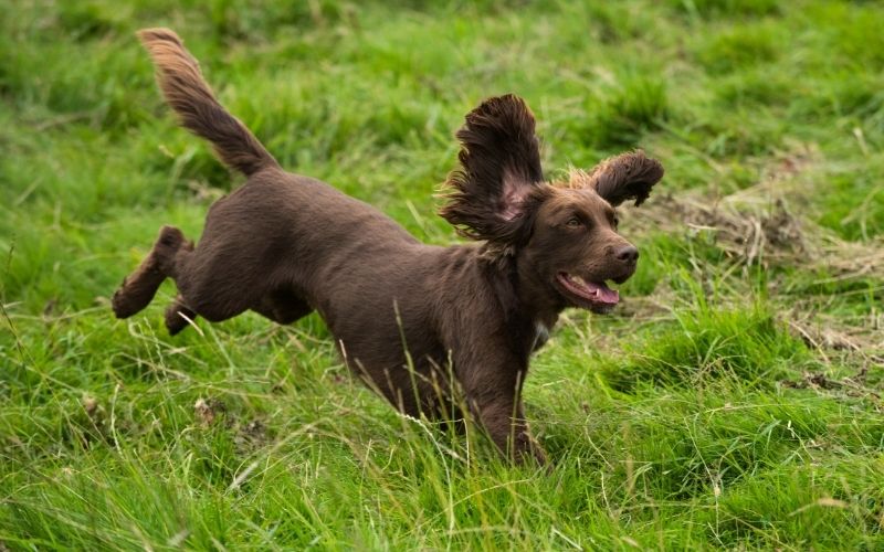 best spaniel training book