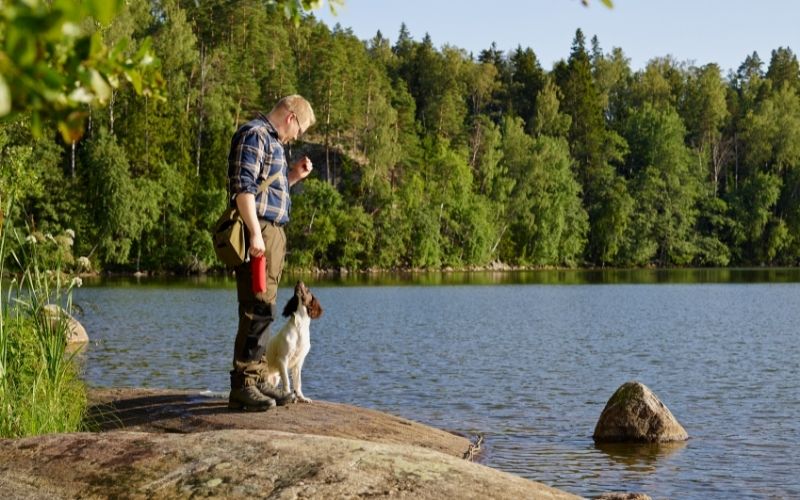 best spaniel training book