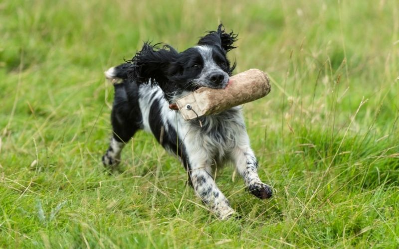 best spaniel training book