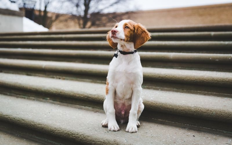 best spaniel training book