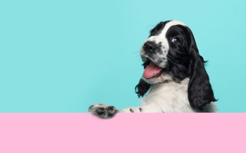How To Bring Up a Cocker Spaniel Puppy 3 How To Bring Up a Cocker Spaniel Puppy