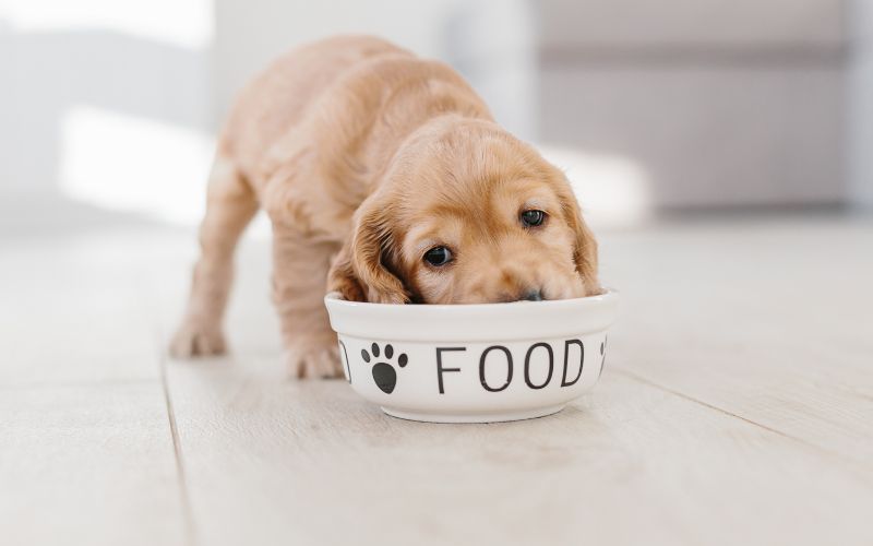 How To Bring Up a Cocker Spaniel Puppy 4 How To Bring Up a Cocker Spaniel Puppy