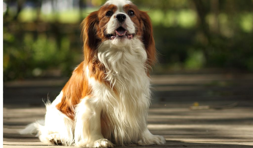 the cavalier king charles spaniel