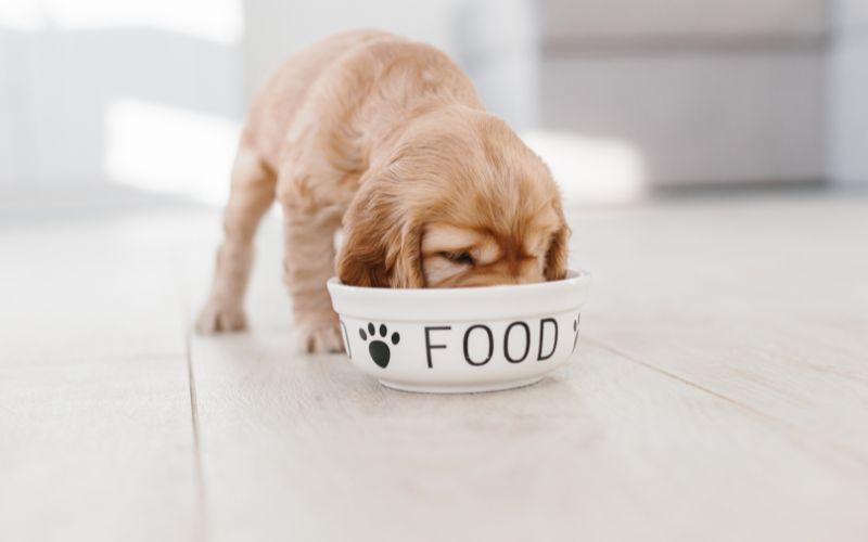 What Should I Feed My Cocker Spaniel? 5 what should i feed my cocker spaniel