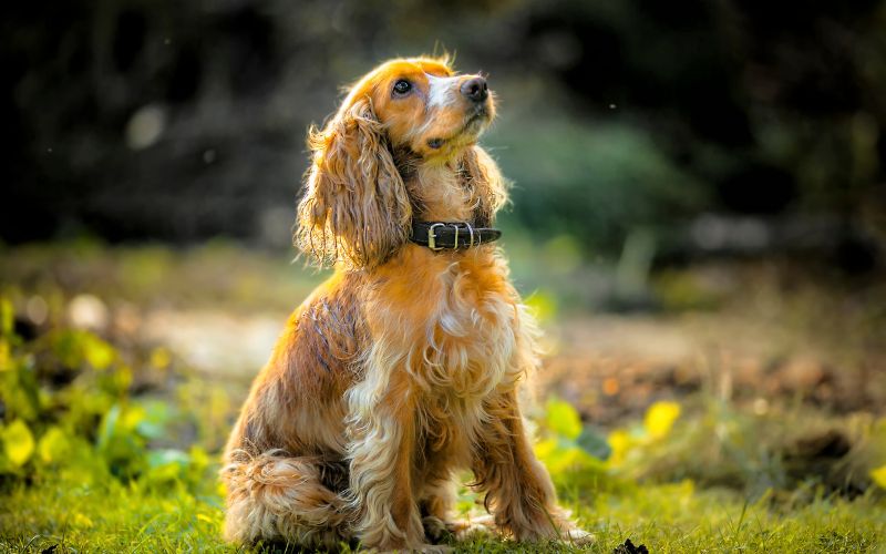getting a spaniel to sit at a distance