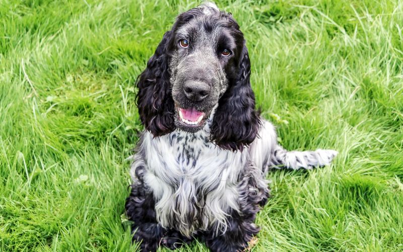 getting a spaniel to sit at a distance