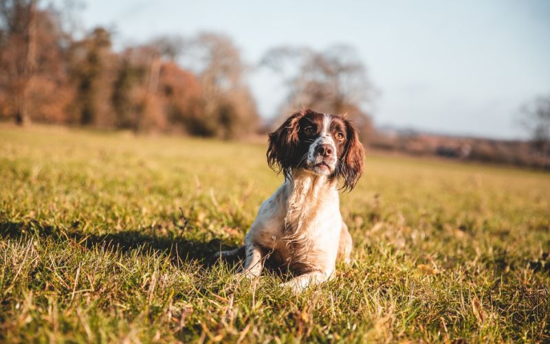 Get A Spaniel To Sit At A Distance 4 getting a spaniel to sit at a distance