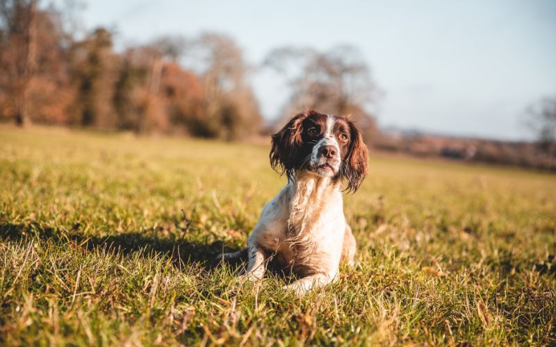 getting a spaniel to sit at a distance