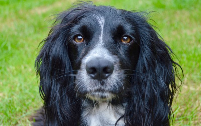 working cocker spaniel