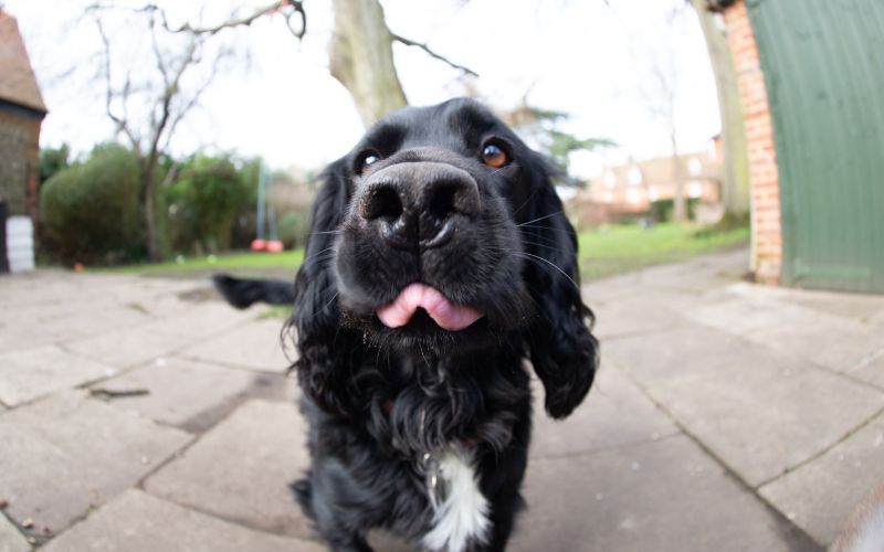 working cocker spaniel