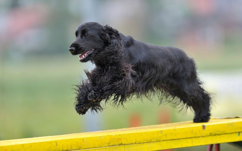 working cocker spaniel