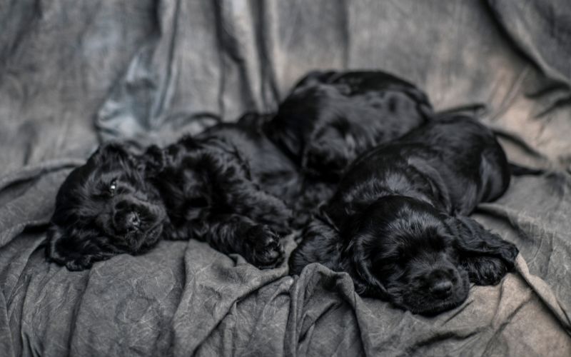 working cocker spaniel